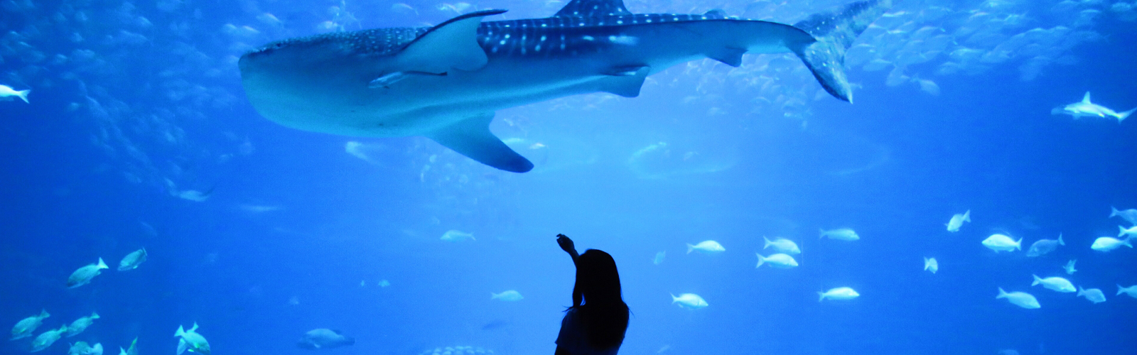 a female putting her hand against the glass of a tank with a whale or large fish swimming in it