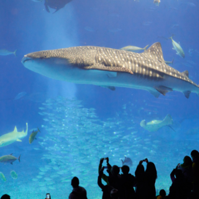 group of people standing against aquarium glass watching a giant fish or whale swim by