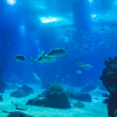 an underwater shot of a school of fish