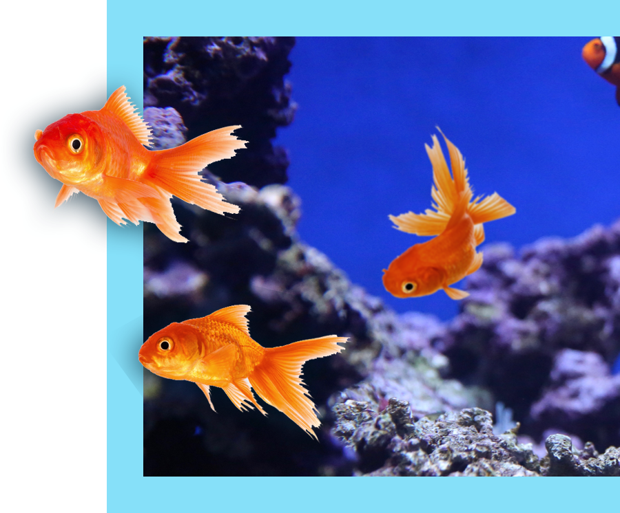 three goldfish swimming in the ocean