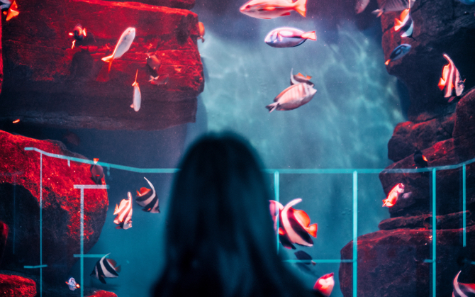 Female looking at a tank of fish in an aquarium