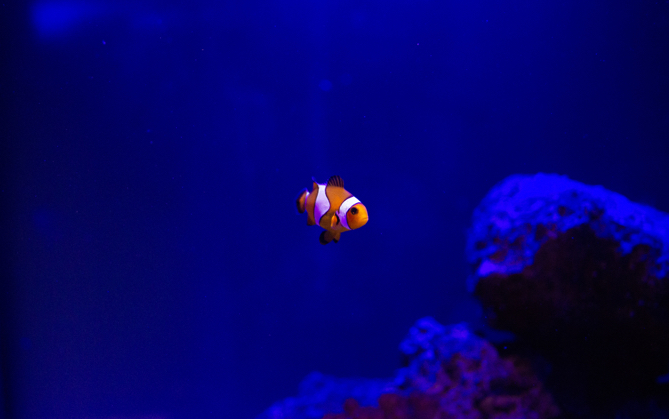 a single ocellaris clownfish swimming alone in the ocean