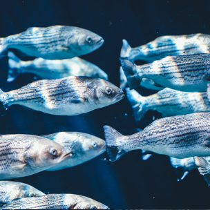 a school of fish swimming towards the right